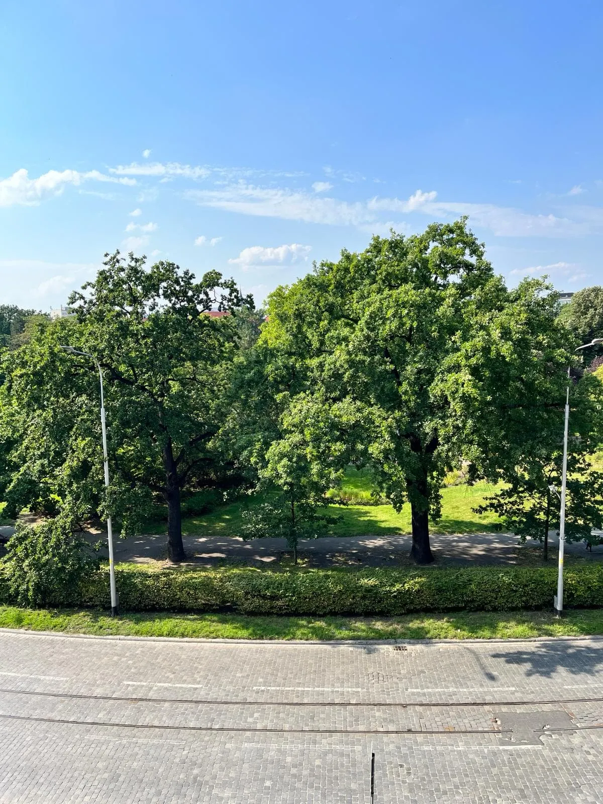 Widok z okna poradni na drzewa przy placu Powstańców Śląskich